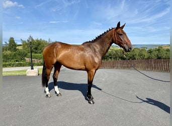Irish Sport Horse, Wallach, 6 Jahre, 173 cm, Rotbrauner