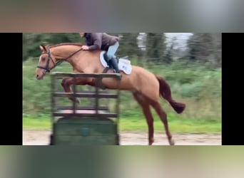 Irish Sport Horse, Wallach, 6 Jahre, 174 cm, Fuchs