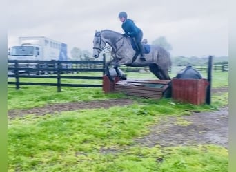 Irish Sport Horse, Wallach, 6 Jahre, 174 cm, Schimmel