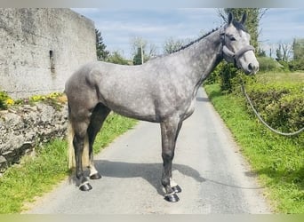 Irish Sport Horse, Wallach, 6 Jahre, 174 cm, Schimmel