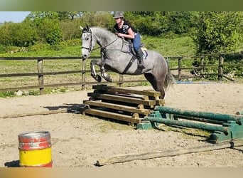 Irish Sport Horse, Wallach, 6 Jahre, 174 cm, Schimmel