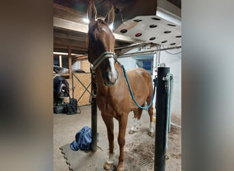 Irish Sport Horse, Wallach, 6 Jahre, 175 cm, Fuchs