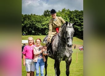 Irish Sport Horse, Wallach, 6 Jahre, 177 cm, Schimmel