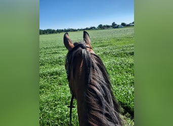 Irish Sport Horse, Wallach, 6 Jahre, Brauner