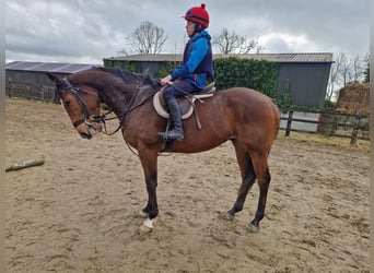 Irish Sport Horse, Wallach, 6 Jahre, Rotbrauner