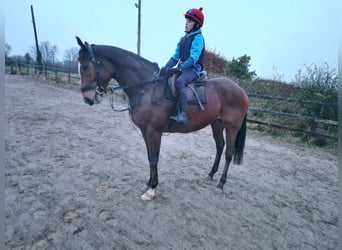 Irish Sport Horse, Wallach, 6 Jahre, Rotbrauner