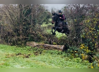 Irish Sport Horse, Wallach, 7 Jahre, 148 cm, Rotbrauner