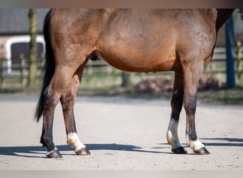 Irish Sport Horse, Wallach, 7 Jahre, 149 cm, Brauner