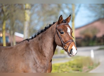 Irish Sport Horse, Wallach, 7 Jahre, 149 cm, Brauner