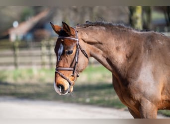 Irish Sport Horse, Wallach, 7 Jahre, 149 cm, Brauner