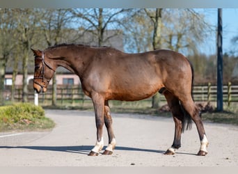 Irish Sport Horse, Wallach, 7 Jahre, 149 cm, Brauner