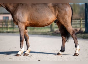 Irish Sport Horse, Wallach, 7 Jahre, 149 cm, Brauner
