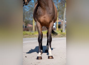 Irish Sport Horse, Wallach, 7 Jahre, 149 cm, Brauner