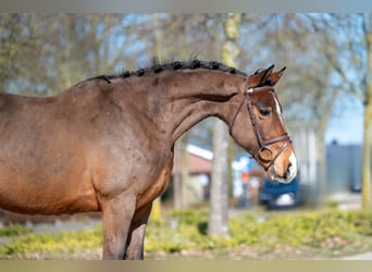 Irish Sport Horse, Wallach, 7 Jahre, 149 cm, Brauner