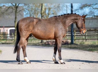 Irish Sport Horse, Wallach, 7 Jahre, 149 cm, Brauner