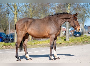 Irish Sport Horse, Wallach, 7 Jahre, 149 cm, Brauner
