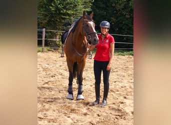 Irish Sport Horse, Wallach, 7 Jahre, 153 cm, Brauner