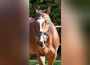 Irish Sport Horse, Wallach, 7 Jahre, 153 cm, Brauner