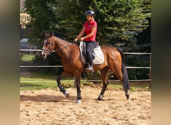 Irish Sport Horse, Wallach, 7 Jahre, 153 cm, Brauner