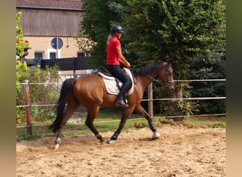 Irish Sport Horse, Wallach, 7 Jahre, 153 cm, Brauner