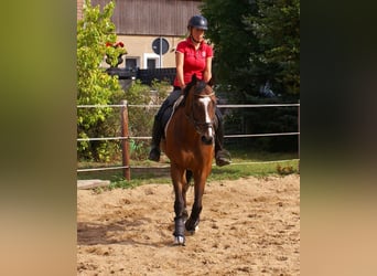 Irish Sport Horse, Wallach, 7 Jahre, 153 cm, Brauner