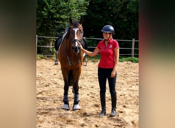 Irish Sport Horse, Wallach, 7 Jahre, 153 cm, Brauner