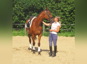 Irish Sport Horse, Wallach, 7 Jahre, 158 cm, Brauner