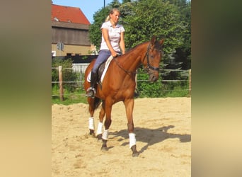 Irish Sport Horse, Wallach, 7 Jahre, 158 cm, Brauner