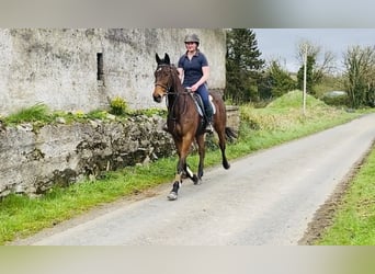 Irish Sport Horse, Wallach, 7 Jahre, 158 cm, Brauner