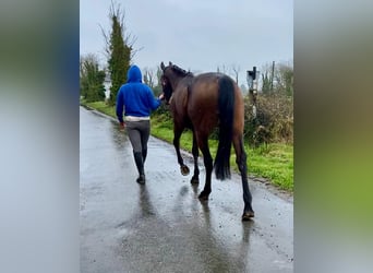 Irish Sport Horse, Wallach, 7 Jahre, 158 cm, Brauner