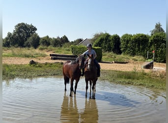 Irish Sport Horse, Wallach, 7 Jahre, 158 cm, Dunkelfuchs