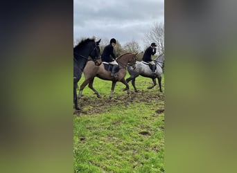 Irish Sport Horse, Wallach, 7 Jahre, 158 cm, Dunkelfuchs