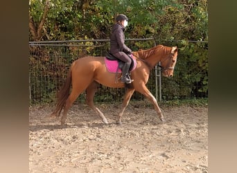 Irish Sport Horse, Wallach, 7 Jahre, 160 cm, Fuchs