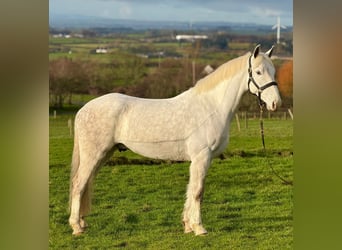 Irish Sport Horse, Wallach, 7 Jahre, 160 cm, Schimmel