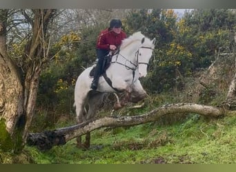 Irish Sport Horse, Wallach, 7 Jahre, 160 cm, Schimmel