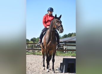 Irish Sport Horse, Wallach, 7 Jahre, 162 cm, Brauner