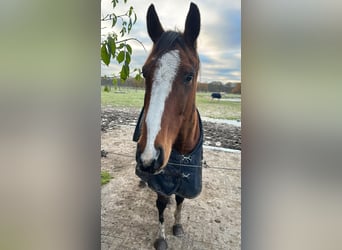 Irish Sport Horse, Wallach, 7 Jahre, 162 cm, Brauner