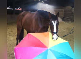 Irish Sport Horse Mix, Wallach, 7 Jahre, 162 cm, Dunkelbrauner