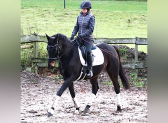 Irish Sport Horse Mix, Wallach, 7 Jahre, 162 cm, Schwarzbrauner