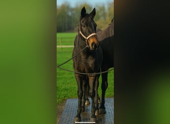 Irish Sport Horse, Wallach, 7 Jahre, 163 cm, Brauner