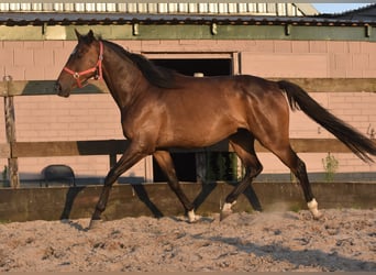 Irish Sport Horse, Wallach, 7 Jahre, 163 cm, Dunkelbrauner