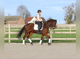 Irish Sport Horse, Wallach, 7 Jahre, 164 cm, Brauner