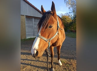 Irish Sport Horse, Wallach, 7 Jahre, 164 cm, Brauner