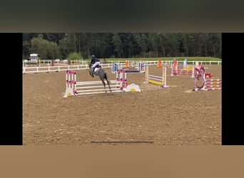 Irish Sport Horse, Wallach, 7 Jahre, 164 cm, Schimmel