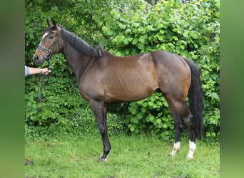 Irish Sport Horse, Wallach, 7 Jahre, 165 cm, Brauner