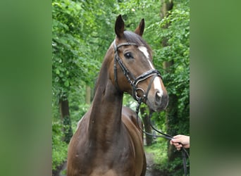 Irish Sport Horse, Wallach, 7 Jahre, 165 cm, Brauner