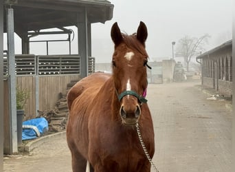 Irish Sport Horse, Wallach, 7 Jahre, 165 cm, Fuchs