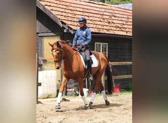 Irish Sport Horse Mix, Wallach, 7 Jahre, 166 cm, Fuchs