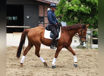 Irish Sport Horse Mix, Wallach, 7 Jahre, 166 cm, Fuchs