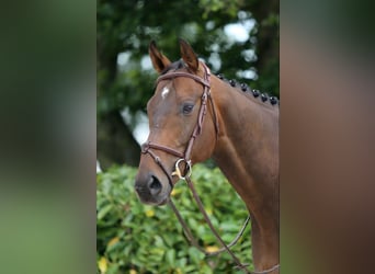 Irish Sport Horse, Wallach, 7 Jahre, 166 cm, Schwarzbrauner